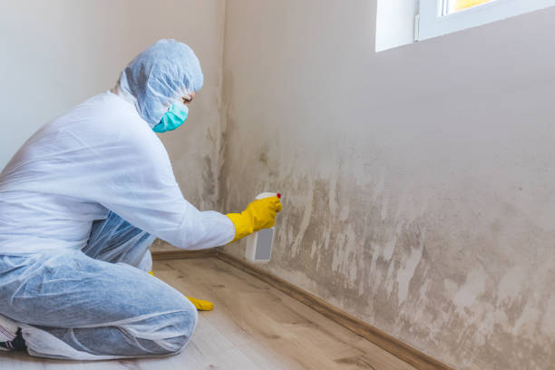 Professional mold removal team in Fountain